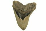 Fossil Megalodon Tooth - North Carolina #219940-1